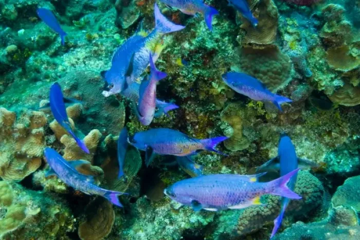 Framed Print : Creole Wrasse (Clepticus parrae) Hol Chan Marine Preserve, Belize Barrier Reef-2nd Framed Print : Creole Wrasse (Clepticus parrae) Hol Chan Marine Preserve, Belize Barrier Reef-2nd