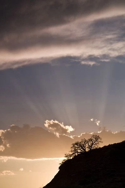 Crepuscular rays radiate across the sky at sunset above desert plants outside of