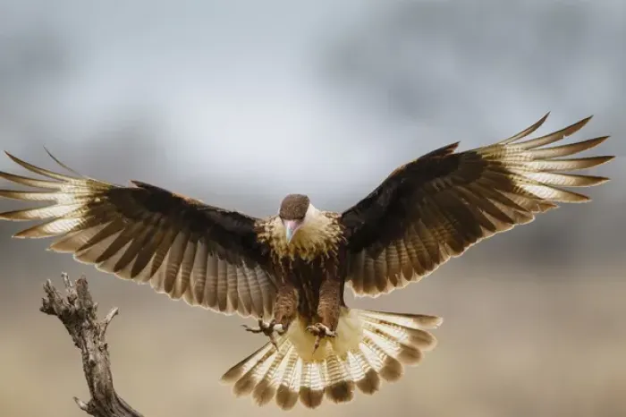 Framed Print : Crested Caracara (Caracara cheriway) landing