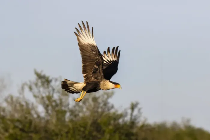 Framed Print : Crested caracara (Caracara cheriway) landing Framed Print : Crested caracara (Caracara cheriway) landing