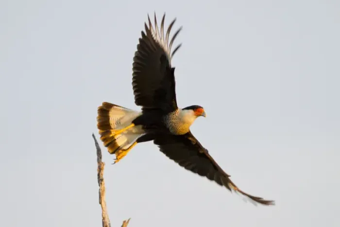 Framed Print : Crested Caracara (Caricara cheriway) adult taking flight Framed Print : Crested Caracara (Caricara cheriway) adult taking flight