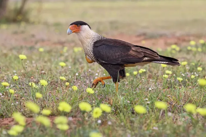 Framed Print : Crested caracara with full crop on the ground among yellow flowers, Rio Grande Valley, Texas Framed Print : Crested caracara with full crop on the ground among yellow flowers, Rio Grande Valley, Texas