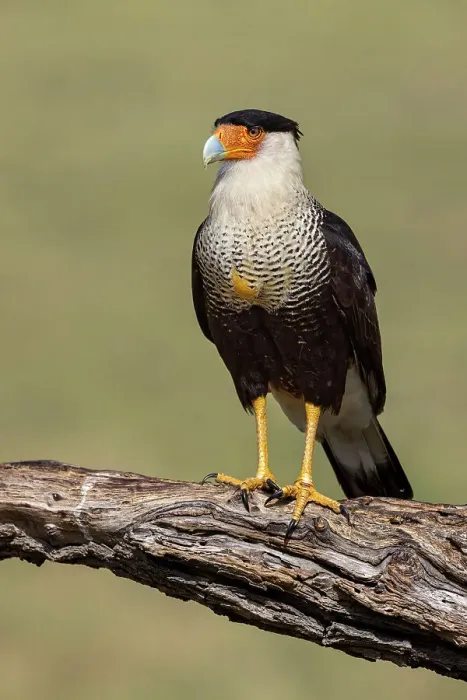 Framed Print : Crested caracara with full crop, Rio Grande Valley, Texas Framed Print : Crested caracara with full crop, Rio Grande Valley, Texas