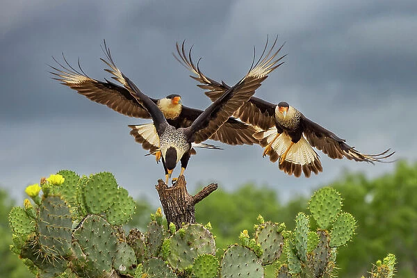Crested caracara in flight, Rio Grande Valley, Texas