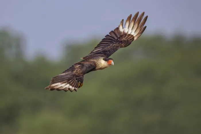 Framed Print : Crested caracara flying. Rio Grande Valley, Texas