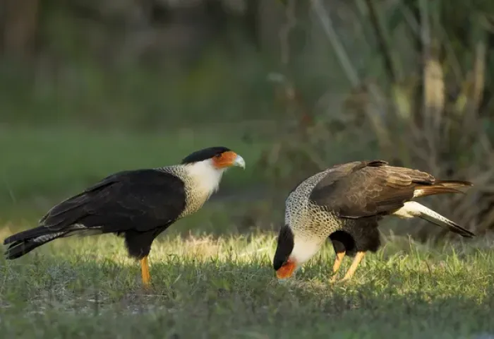 Framed Print : Crested Caracara with juvenile, scavenging, Caracara cheriway, Kissimmee Prairie Framed Print : Crested Caracara with juvenile, scavenging, Caracara cheriway, Kissimmee Prairie
