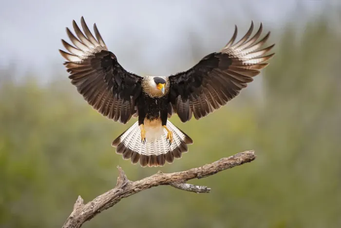 Framed Print : Crested Caracara landing on dead branch Framed Print : Crested Caracara landing on dead branch