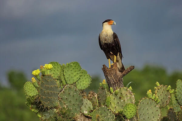 Crested caracara perched, Rio Grande Valley, Texas