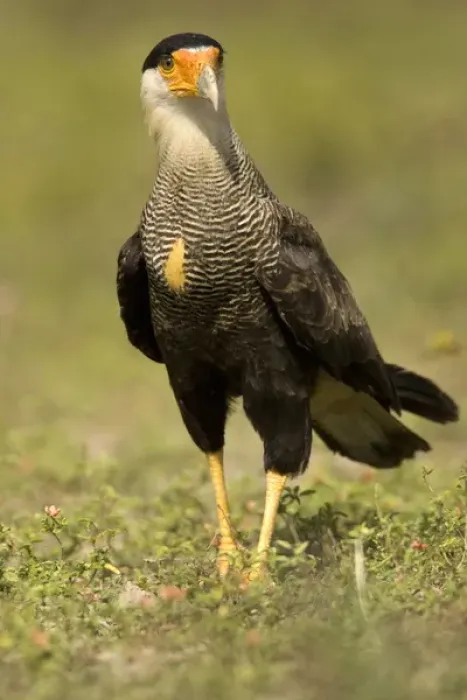 Framed Print : Crested Caracara, Polyborus plancus, as it scans ground for food. Pantanal, Brazil Framed Print : Crested Caracara, Polyborus plancus, as it scans ground for food. Pantanal, Brazil