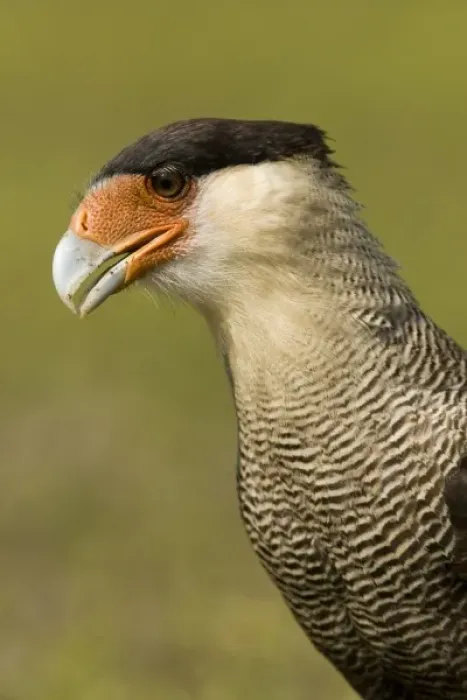 Framed Print : Crested Caracara, Polyborus plancus, as it scans ground for food. Pantanal, Brazil Framed Print : Crested Caracara, Polyborus plancus, as it scans ground for food. Pantanal, Brazil