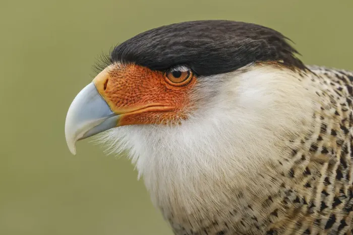 Framed Print : Crested caracara, south Florida Framed Print : Crested caracara, south Florida