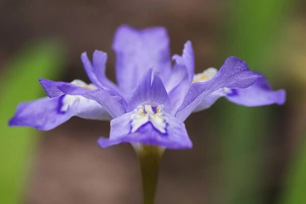 Crested Dwarf Iris (Iris cristata) Great Smoky Mountains N. P. TN
