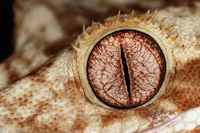 Framed Print : Crested gecko eyeball close-up, native to New Caledonia Framed Print : Crested gecko eyeball close-up, native to New Caledonia