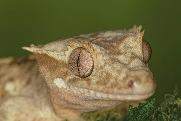 Framed Print : Crested gecko, native to New Caledonia