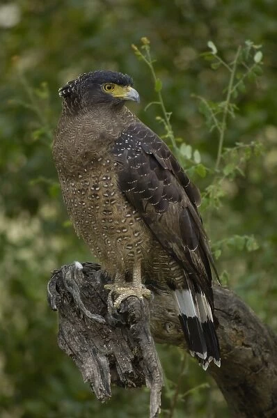 Crested Serpent Eagle (Spilornis cheela). Bharatpur or Keoladeo Ghana Sanctuary. Rajasthan