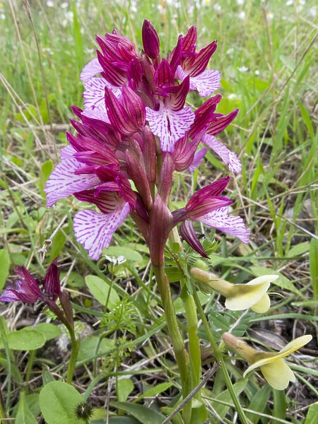 Crete. Greece. Europe. Butterfly orchid in bloom. (Orchis papilionacea)