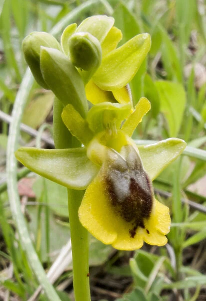 Crete. Greece. Europe. Orchid in bloom. (Ophrys sicula)