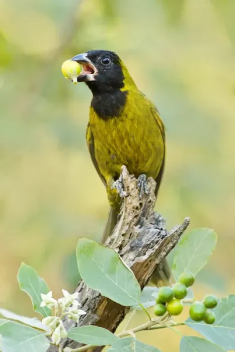 Framed Print : Crimson-collared Grosbeak (Rhodothraupis celaeno) female feeding on potato tree fruit in s