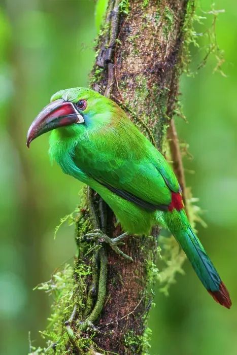 Framed Print : Crimson-rumped toucanet portrait in cloud forest, Ecuador
