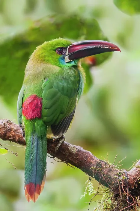 Framed Print : Crimson-rumped toucanet portrait in cloud forest, Ecuador Framed Print : Crimson-rumped toucanet portrait in cloud forest, Ecuador