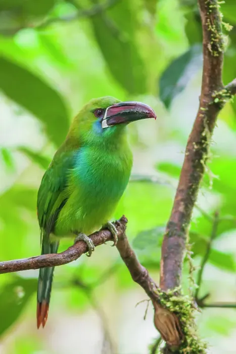 Framed Print : Crimson-rumped toucanet portrait in cloud forest, Ecuador Framed Print : Crimson-rumped toucanet portrait in cloud forest, Ecuador