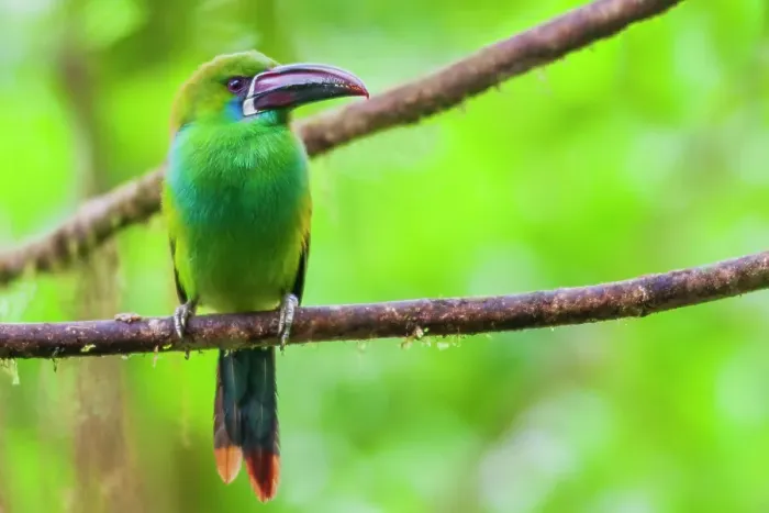 Framed Print : Crimson-rumped toucanet portrait in cloud forest, Ecuador