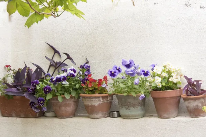 Framed Print : Croatia, Dubrovnik. Attractive flowers clay pots