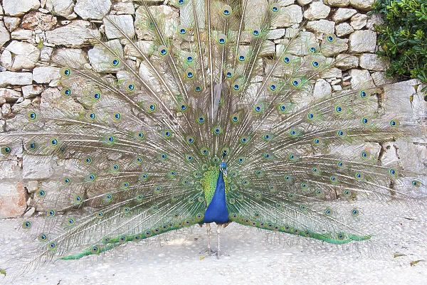 Croatia, Dubrovnik, Lokrum Island. Peacock courtship display