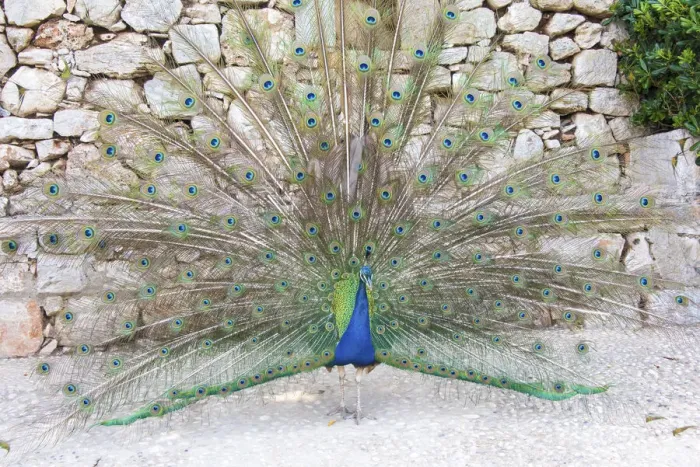 Framed Print : Croatia, Dubrovnik, Lokrum Island. Peacock courtship display Framed Print : Croatia, Dubrovnik, Lokrum Island. Peacock courtship display