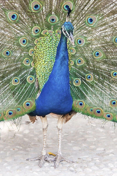 Croatia, Dubrovnik. Peacock in courtship display on Lokrum Island