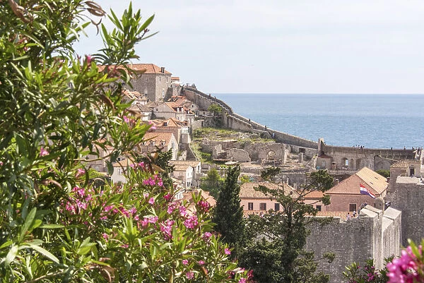 Croatia, Dubrovnik. Walled city old town viewed from hill. Blooming oleander frames