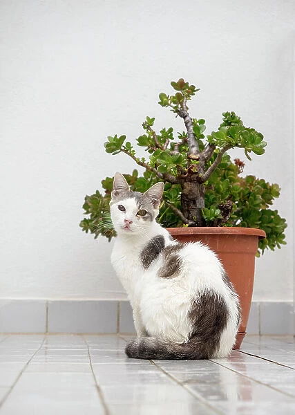 Croatia, Hvar. Domestic cat sitting by a potted jade plant along the street