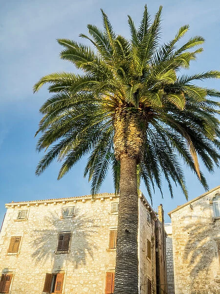 Croatia, Hvar. Palm trees and shadow along the promenade