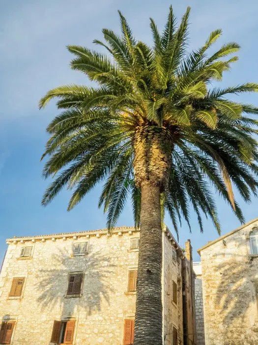 Framed Print : Croatia, Hvar. Palm trees and shadow along the promenade Framed Print : Croatia, Hvar. Palm trees and shadow along the promenade