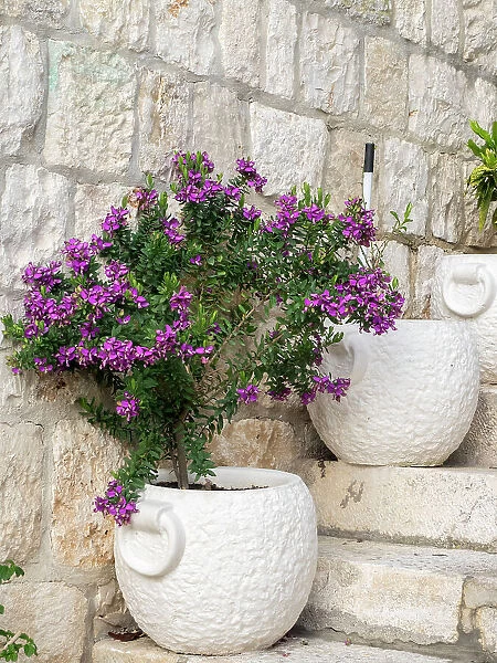 Croatia, Hvar. Potted purple plants in pots on steps