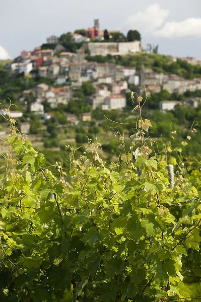 CROATIA, Istria, MOTOVUN. Hill Town View through Vineyard