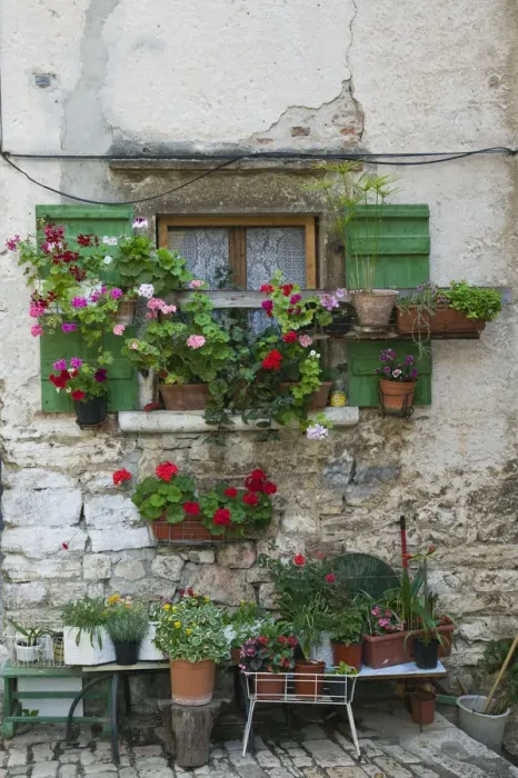 Framed Print : CROATIA, Istria, ROVINJ. Flowered window on Montalbano Street Framed Print : CROATIA, Istria, ROVINJ. Flowered window on Montalbano Street