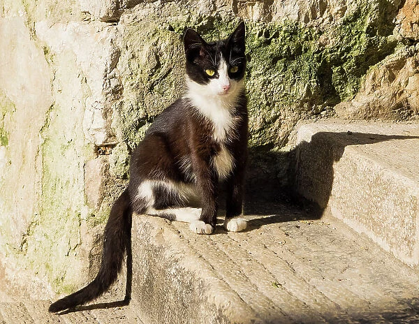 Croatia, Rovinj, Istria. Black and white kitten sitting on the steps