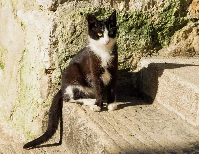 Framed Print : Croatia, Rovinj, Istria. Black and white kitten sitting on the steps Framed Print : Croatia, Rovinj, Istria. Black and white kitten sitting on the steps