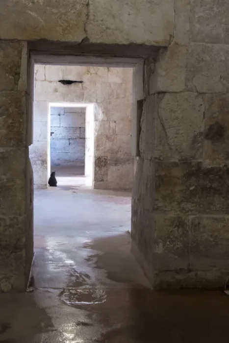 Framed Print : Croatia, Split. Feral cat stands watch at cellar doorway Diocletian Palace Framed Print : Croatia, Split. Feral cat stands watch at cellar doorway Diocletian Palace