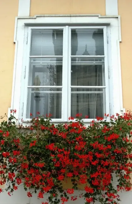 Framed Print : Croatia, Zagreb, Lower Town, flowers in window box Framed Print : Croatia, Zagreb, Lower Town, flowers in window box