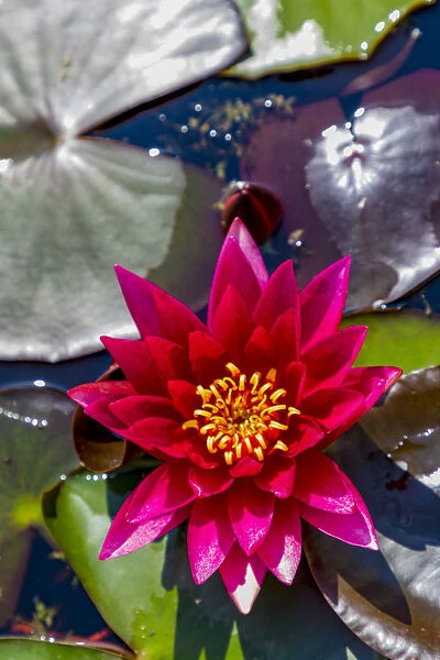 Croatia, Zagreb. Water lily plant in Botanical Gardens