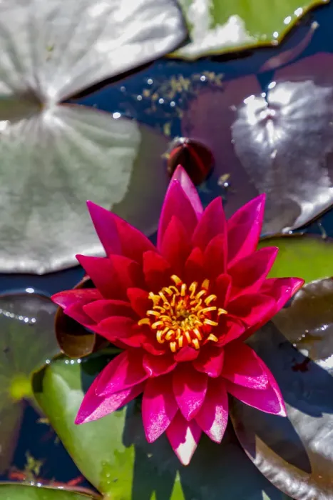 Framed Print : Croatia, Zagreb. Water lily plant in Botanical Gardens Framed Print : Croatia, Zagreb. Water lily plant in Botanical Gardens
