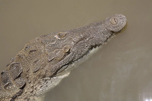 Crocodile, Black River Town, Jamaica South Coast