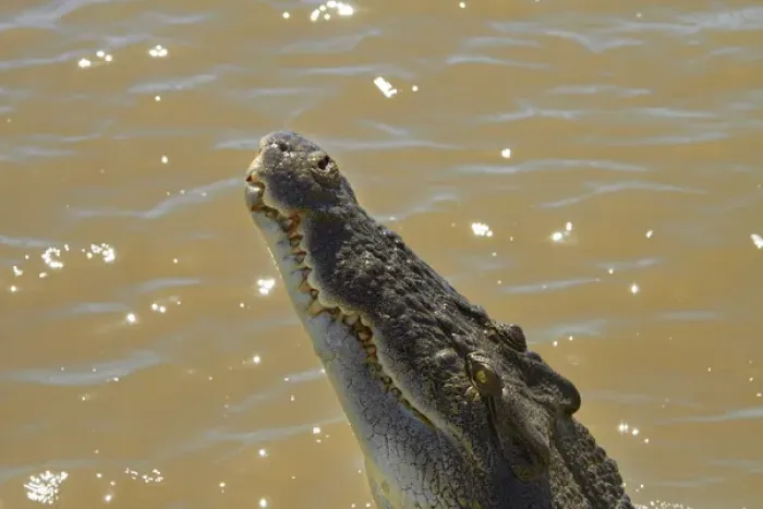 Framed Print : Crocodile jumping out of the water on the Jumping Crocodile Cruise, Adelaide River