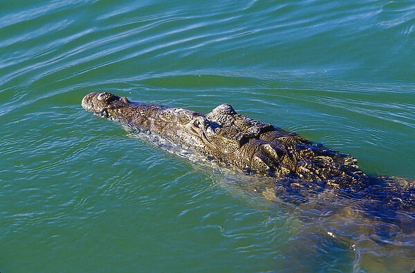 Crocodile at Lago Enriquillo, Barahona, Dominican Republic, Caribbean