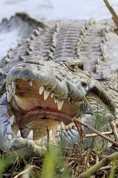 Crocodile venting his teeth. Lake Chamo. Ethiopia, Africa