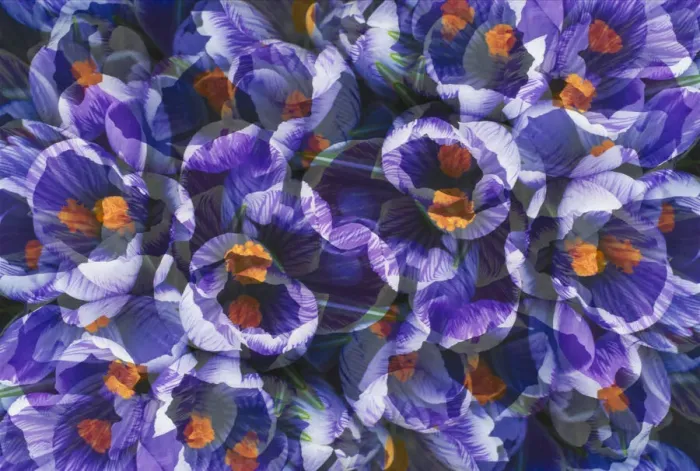 Framed Print : Crocus photo montage Framed Print : Crocus photo montage