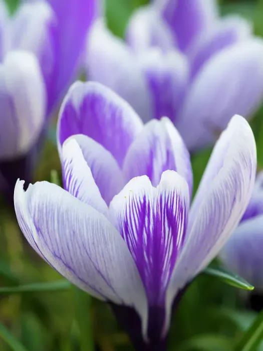 Framed Print : Crocus, variety Pickwick, Germany Framed Print : Crocus, variety Pickwick, Germany