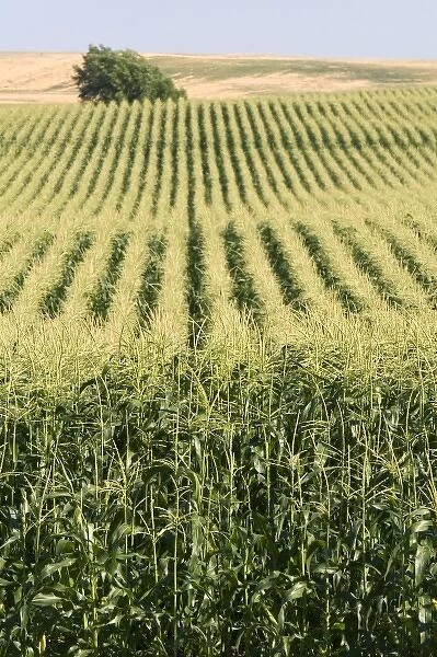 Crop of corn near Pasco, Washington